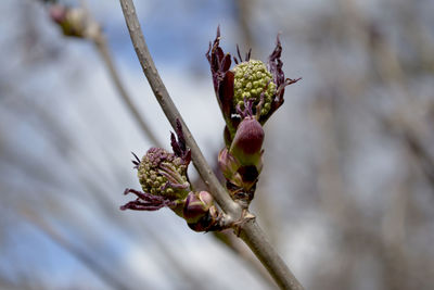 Spring buds on a tree