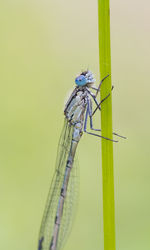 dragonflies and damseflies