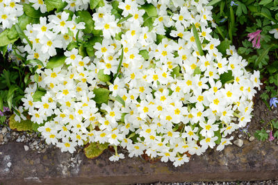 Close-up of yellow flowers