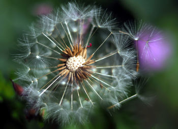 Close-up of dandelion on plant