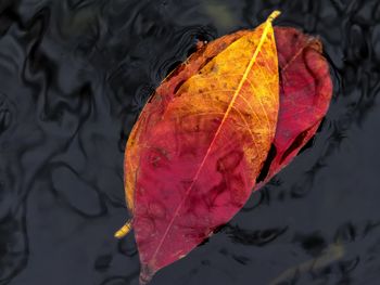 High angle view of leaf in water