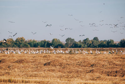 Flock of birds flying against sky