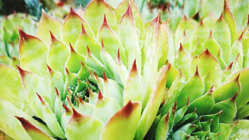 Full frame shot of cactus