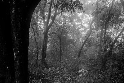 Trees in forest