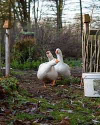 Ducks in a forest