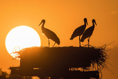 Silhouette birds perching on a orange sunset