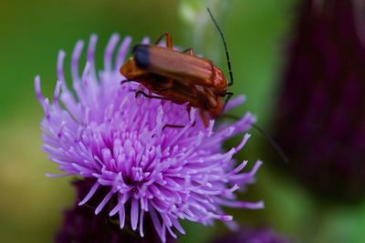 Close-up of insect on purple flower