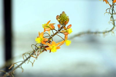 Close-up of plant against sky