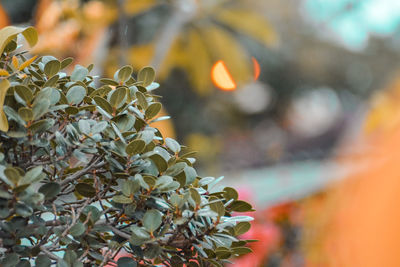 Close-up of leaves on tree during autumn