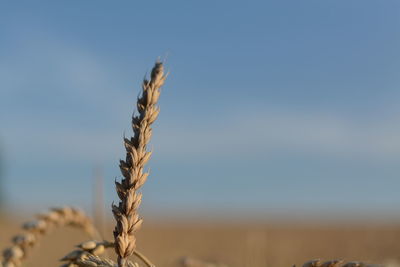 Close-up of plant against blurred background