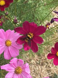 Close-up of butterfly on pink flowers in park