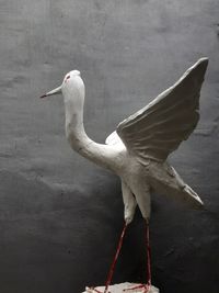 Close-up of seagull flying