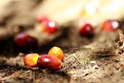 Close-up of fruit