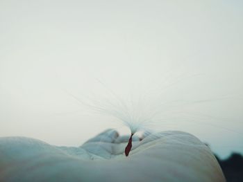 Close-up of dandelion on person's hand