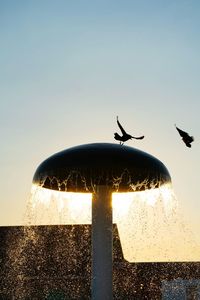 Bird flying over the sea against clear sky