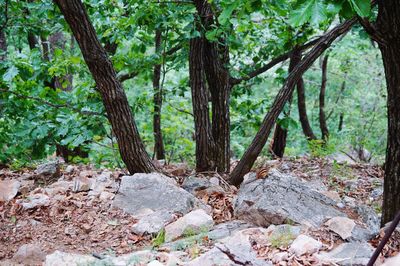 View of trees in forest