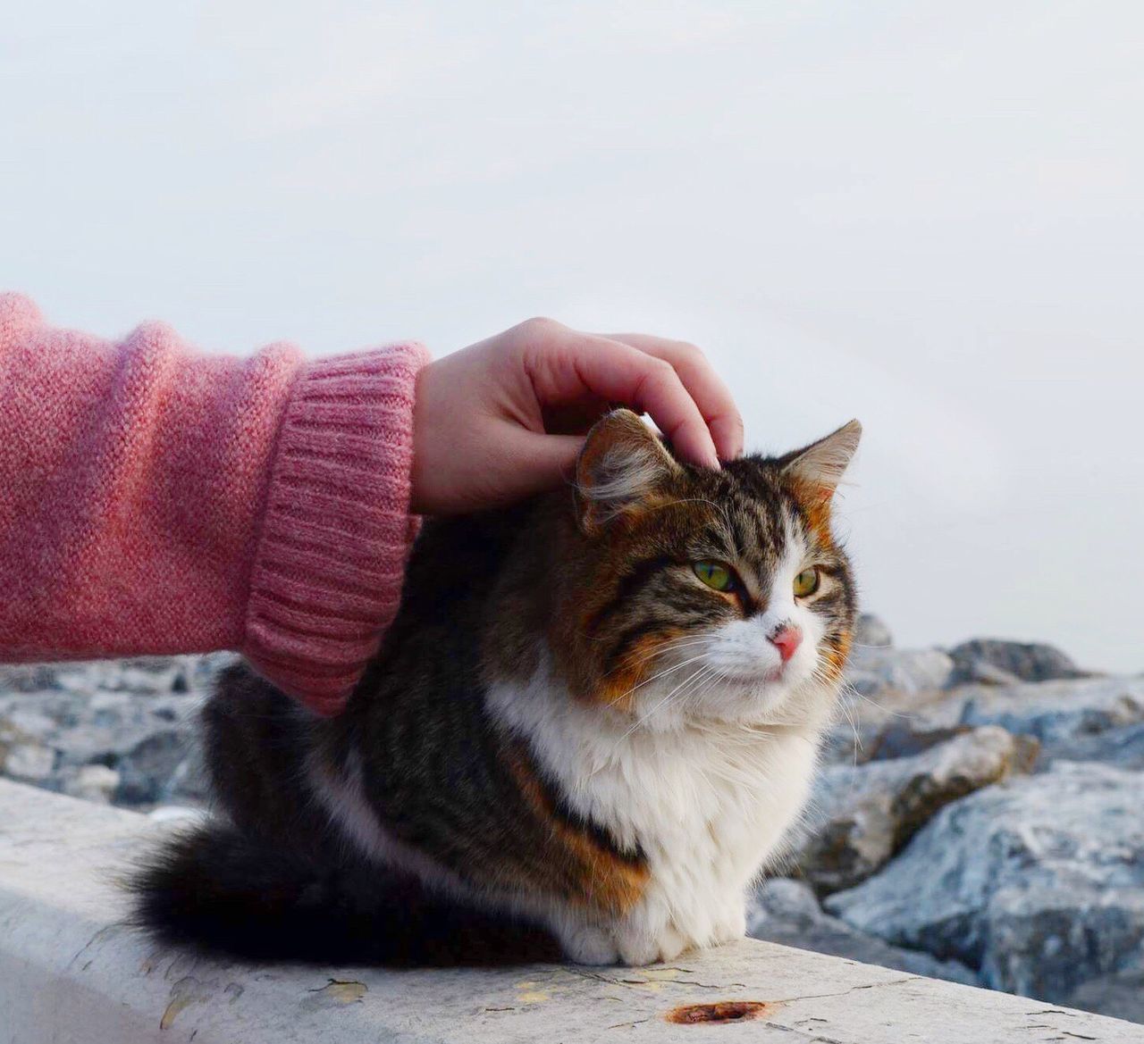 domestic cat, pets, one animal, domestic animals, human body part, one person, animal themes, tabby cat, human hand, feline, mammal, adults only, indoors, adult, people, one woman only, only women, close-up, day