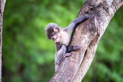 Monkey on tree trunk