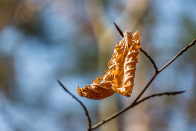 Close-up of leaf against blurred background