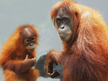 Close-up of a monkey