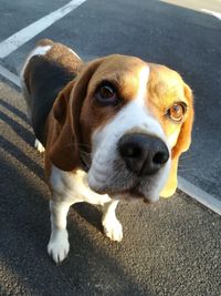 High angle portrait of dog on road in city