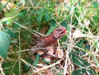 High angle view of lizard on land