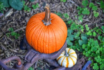 High angle view of pumpkins on pumpkin during autumn