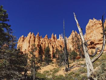 Low angle view of trees against clear blue sky