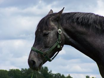 Horse standing against cloudy sky