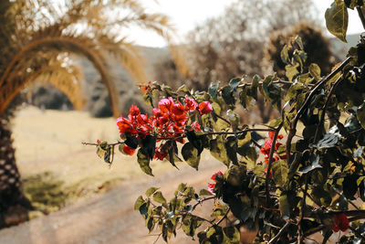 Close-up of red flowering plant