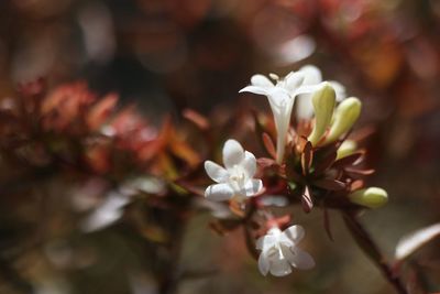 Close-up of white cherry blossoms