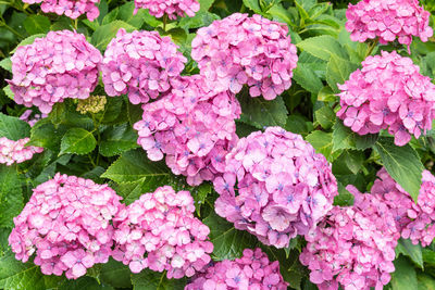 Close-up of pink hydrangea flowers