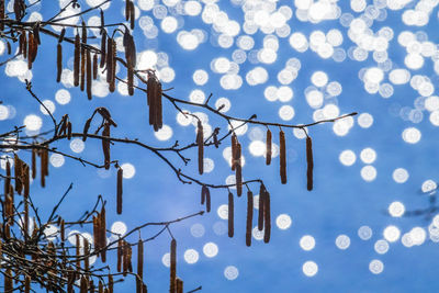 Hazel catkins