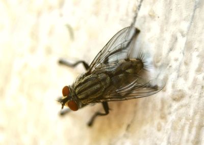 Close-up of fly