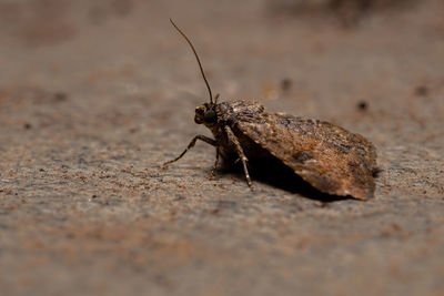 Close-up of grasshopper