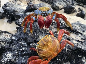 Close-up of crab