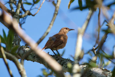 Low angle view of bird perching on tree against sky