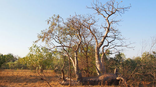 Trees in forest against clear sky