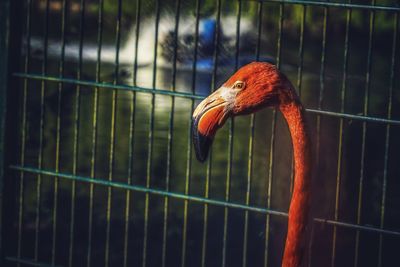 Close-up of a parrot in cage