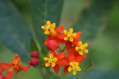 Close-up of yellow flower