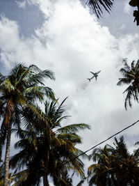 Low angle view of palm trees against sky