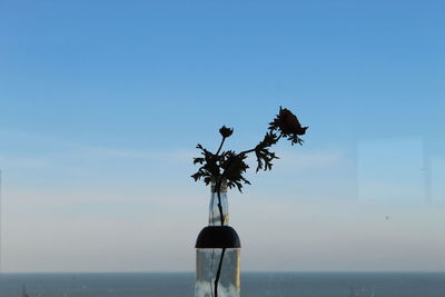 Palm tree by sea against sky