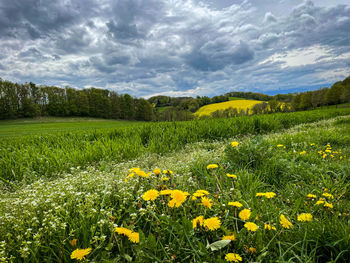 Scenic view of yellow flowering plants on field against sky