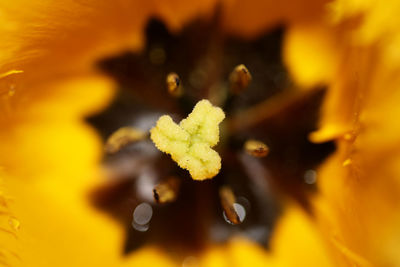 Close-up of yellow flowering plant