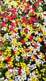 Full frame shot of yellow flowers