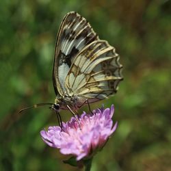 Close-up of butterfly pollinating on purple flower