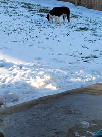 Dog lying on snow covered land