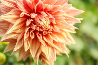 Close-up of orange dahlia