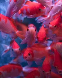 Close-up of fish swimming in tank