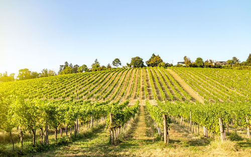 Vineyard against clear sky